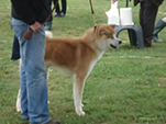 V Akita Cup 2008