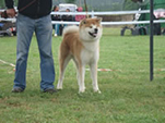 V Akita Cup 2008