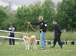 V Akita Cup 2008