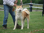 V Akita Cup 2008