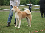 V Akita Cup 2008