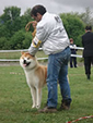 V Akita Cup 2008