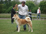 V Akita Cup 2008