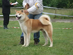 V Akita Cup 2008