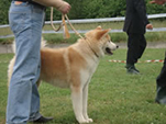 V Akita Cup 2008