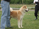 V Akita Cup 2008