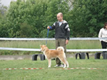 V Akita Cup 2008