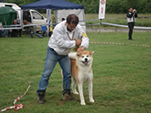 V Akita Cup 2008