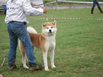 V Akita Cup 2008