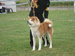 V Akita Cup 2008