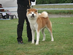 V Akita Cup 2008