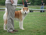 V Akita Cup 2008