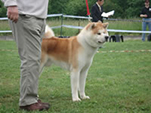 V Akita Cup 2008