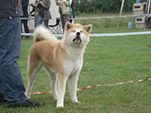 V Akita Cup 2008