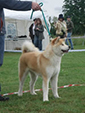 V Akita Cup 2008