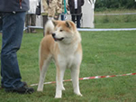 V Akita Cup 2008