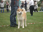 V Akita Cup 2008