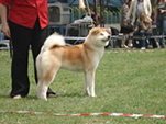 V Akita Cup 2008