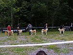 Akita Club e. V. Winner 2012 and Akita Cup Italy 2012