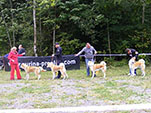 Akita Club e. V. Winner 2012 and Akita Cup Italy 2012