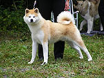 Akita Club e. V. Winner 2012 and Akita Cup Italy 2012