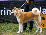 Akita Club e. V. Winner 2012 and Akita Cup Italy 2012