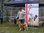 Akita Club e. V. Winner 2012 and Akita Cup Italy 2012