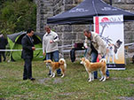 Akita Club e. V. Winner 2012 and Akita Cup Italy 2012