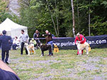 Akita Club e. V. Winner 2012 and Akita Cup Italy 2012