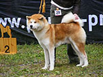 Akita Club e. V. Winner 2012 and Akita Cup Italy 2012