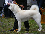 Akita Club e. V. Winner 2012 and Akita Cup Italy 2012