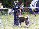 Akita Club e. V. Winner 2012 and Akita Cup Italy 2012