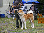 Akita Club e. V. Winner 2012 and Akita Cup Italy 2012