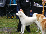 Akita Club e. V. Winner 2012 and Akita Cup Italy 2012