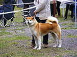 Akita Club e. V. Winner 2012 and Akita Cup Italy 2012