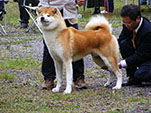 Akita Club e. V. Winner 2012 and Akita Cup Italy 2012