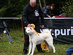 Akita Club e. V. Winner 2012 and Akita Cup Italy 2012