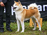 Akita Club e. V. Winner 2012 and Akita Cup Italy 2012