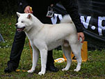 Akita Club e. V. Winner 2012 and Akita Cup Italy 2012