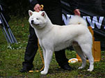 Akita Club e. V. Winner 2012 and Akita Cup Italy 2012