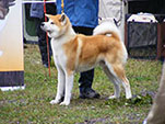 Akita Club e. V. Winner 2012 and Akita Cup Italy 2012