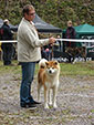 Akita Club e. V. Winner 2012 and Akita Cup Italy 2012