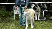 Akita Club e. V. Winner 2012 and Akita Cup Italy 2012