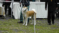 Akita Club e. V. Winner 2012 and Akita Cup Italy 2012