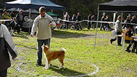 Akita Club e. V. Winner 2012 and Akita Cup Italy 2012