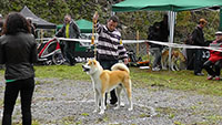 Akita Club e. V. Winner 2012 and Akita Cup Italy 2012