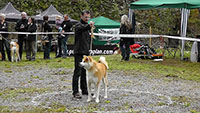 Akita Club e. V. Winner 2012 and Akita Cup Italy 2012