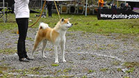 Akita Club e. V. Winner 2012 and Akita Cup Italy 2012