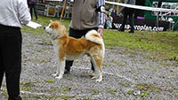 Akita Club e. V. Winner 2012 and Akita Cup Italy 2012