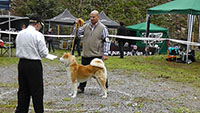 Akita Club e. V. Winner 2012 and Akita Cup Italy 2012